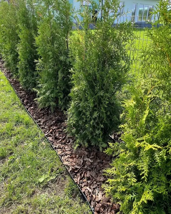 Озеленение и благоустройство